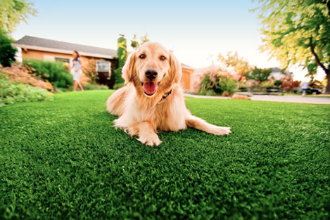 Paradise Valley Artificial Grass Installation